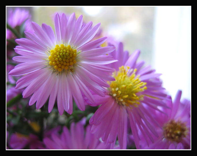 photo "Cheerful diagonal" tags: nature, macro and close-up, flowers