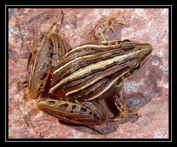 фото "Leptodactylus gracilis" метки: природа, макро и крупный план, дикие животные