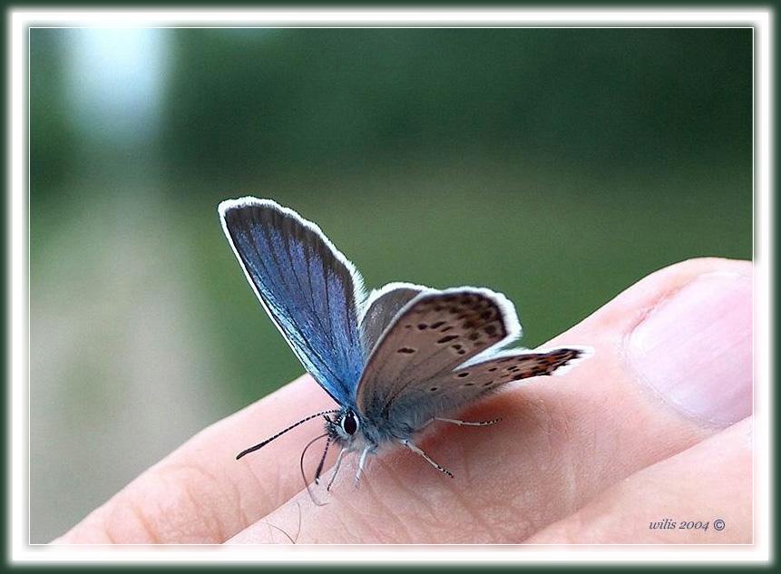 photo "Walk with the butterfly" tags: nature, insect