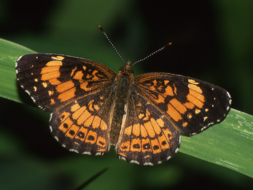 photo "Last brood’s silvery checkerspot" tags: nature, insect