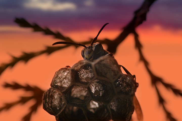 фото "Wasp" метки: макро и крупный план, 