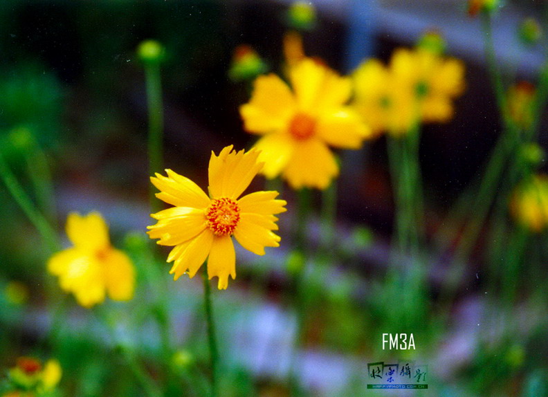 photo "little yellow flower" tags: nature, travel, Asia, flowers