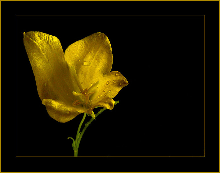 фото "Yellow flower" метки: натюрморт, фотомонтаж, 