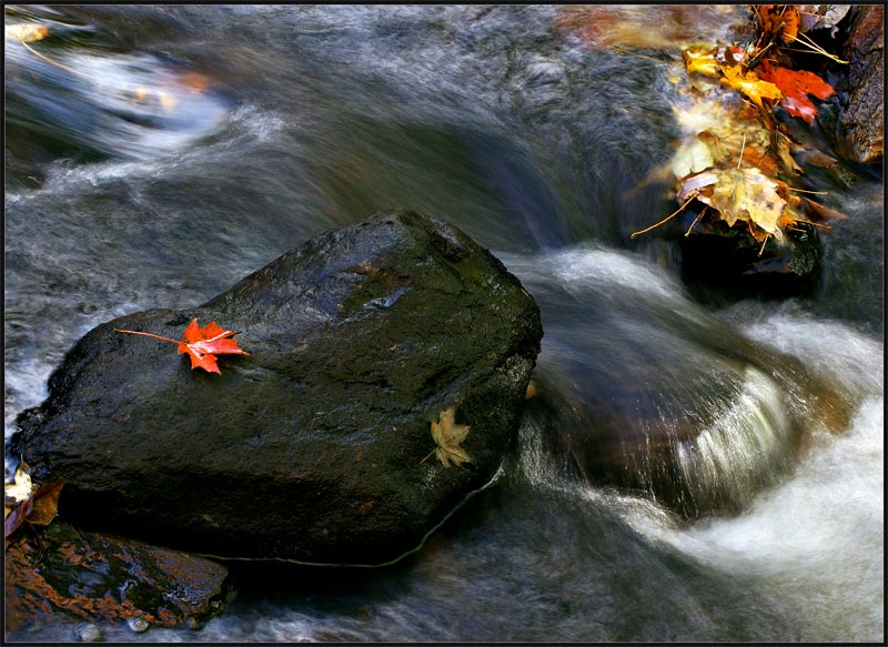 photo "Chappaqua Creek" tags: misc., 