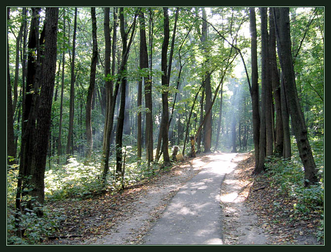 photo "Beam" tags: landscape, forest, summer