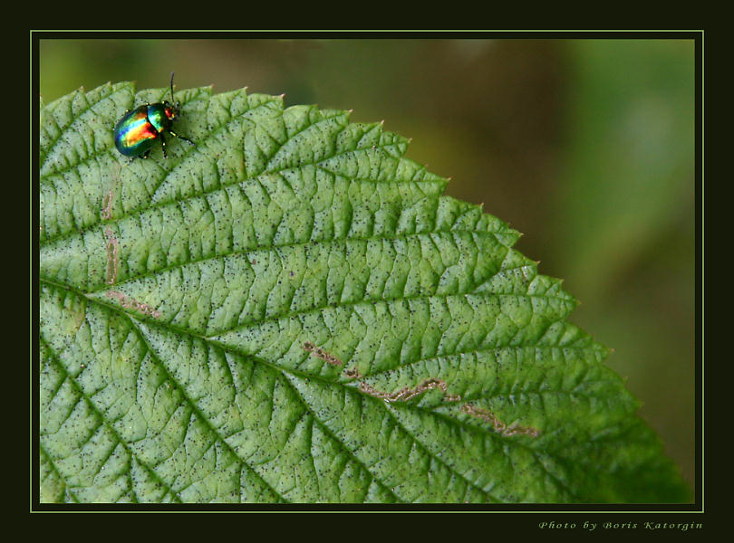 photo "Pigmy dreamboat" tags: macro and close-up, nature, insect