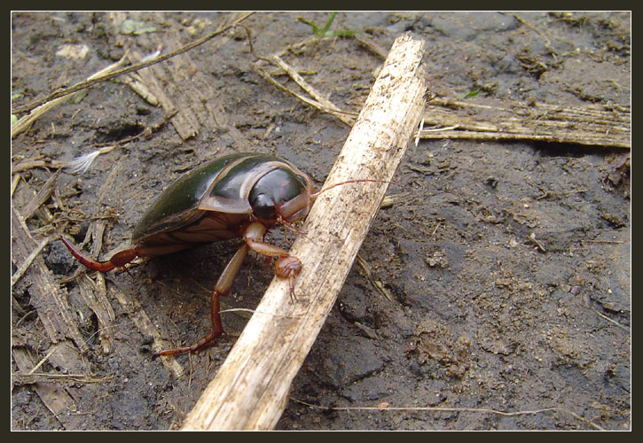 photo "To clear a hurdle" tags: nature, macro and close-up, insect