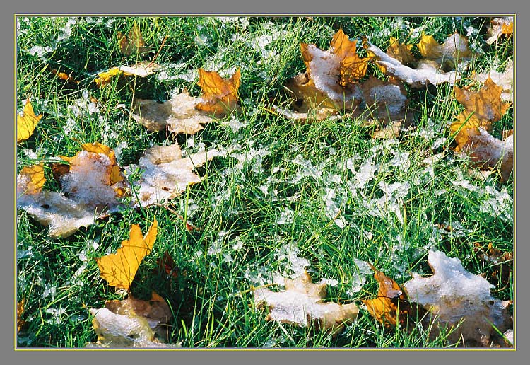 photo "The FIRST SNOW (fragment)" tags: nature, 