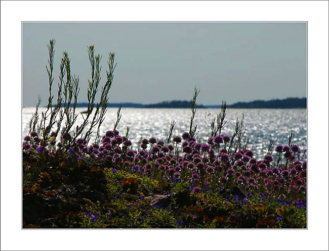 photo "flowers in Finnish archipelago" tags: nature, flowers
