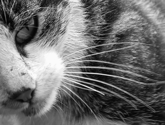 photo "Thinking about... #3" tags: black&white, 