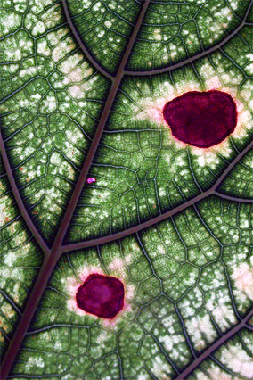 фото "leaf detail" метки: природа, цветы