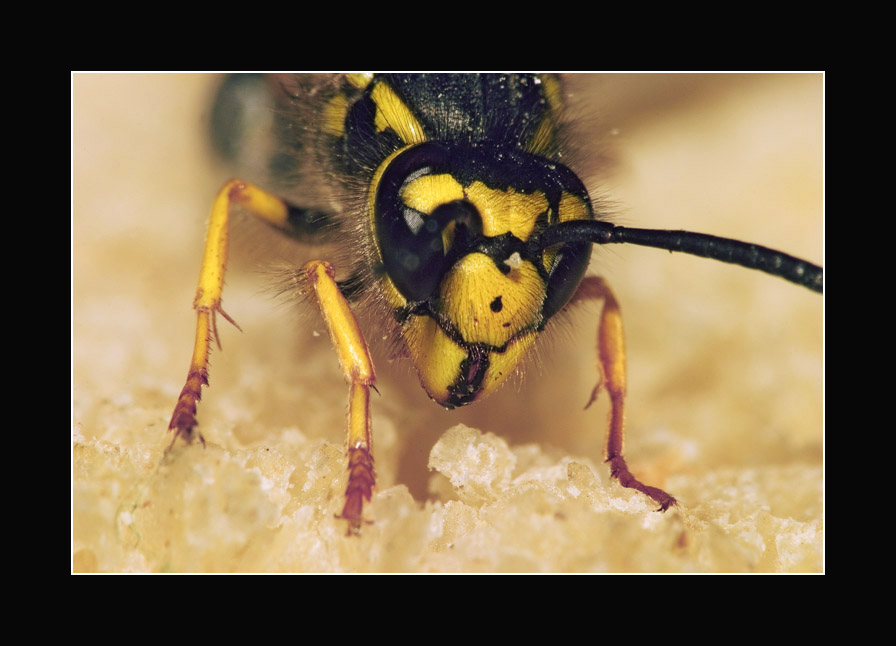 photo "" Оsа ordinary, or... а breakfast with the tourist" tags: nature, macro and close-up, insect