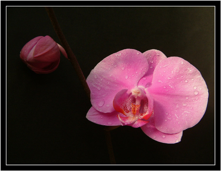 photo "Orchid" tags: nature, flowers