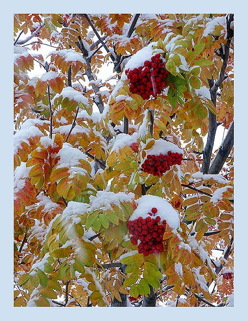 фото "Скоро зима..." метки: природа, цветы