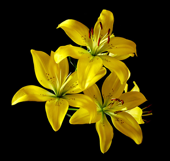 фото "Yellow" метки: природа, цветы