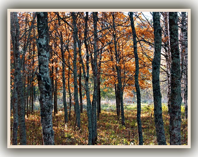 photo "Autumns forest..." tags: landscape, autumn, forest