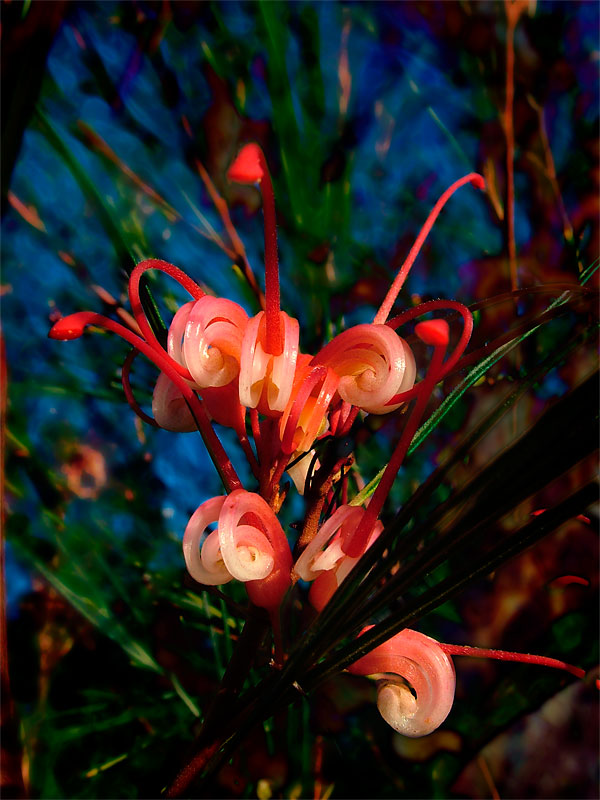 photo "Just a Flower" tags: macro and close-up, travel, Australia