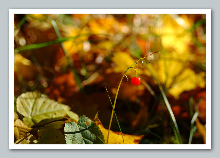 фото "Осенняя" метки: пейзаж, осень