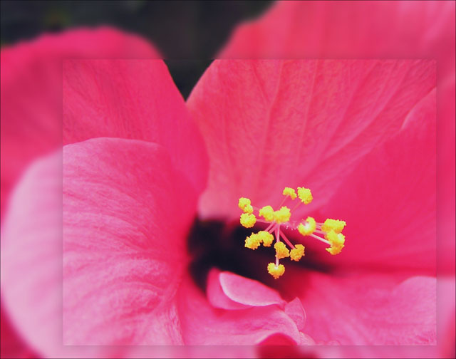 photo "Yellow on Pink" tags: macro and close-up, nature, flowers