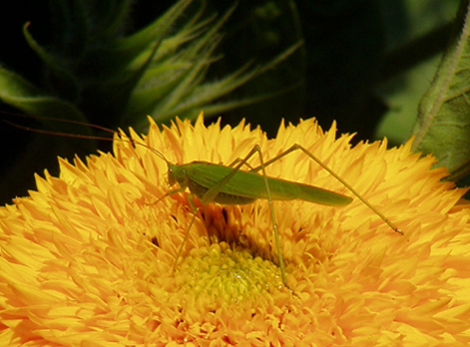 photo "I sit on the sun" tags: nature, insect