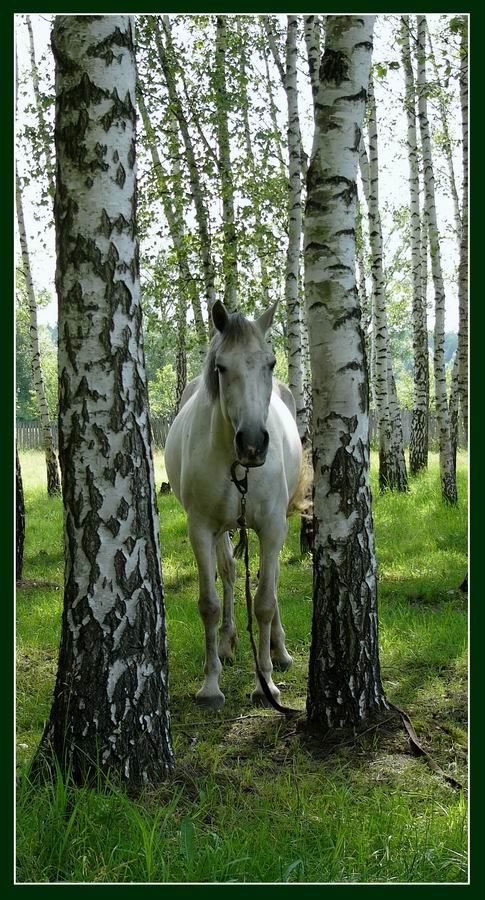 фото "Лошадь" метки: природа, путешествия, домашние животные