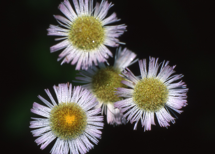 photo "Dew covered asters" tags: nature, flowers