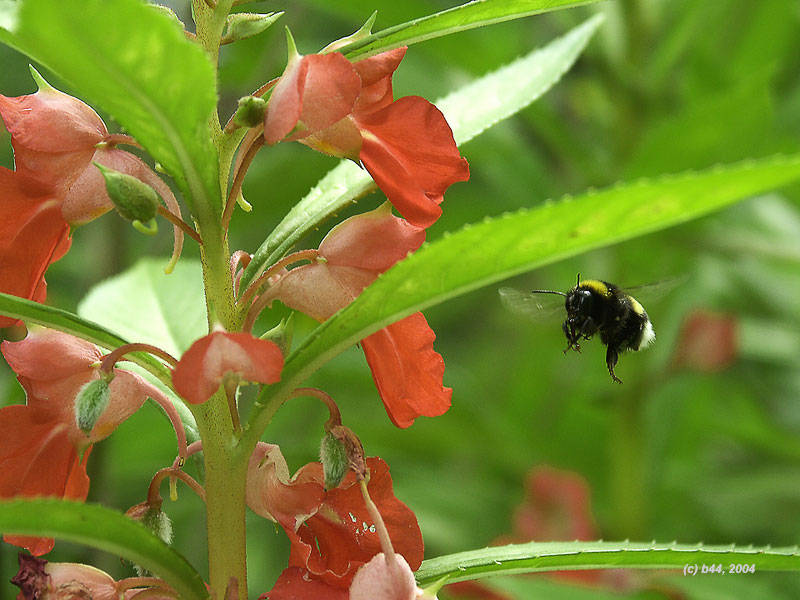 photo "To all ground services to prepare for acceptance o" tags: nature, macro and close-up, insect