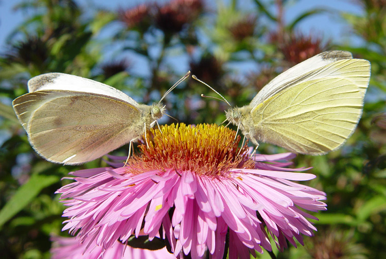 photo "Let`s talk on douches, friend" tags: nature, macro and close-up, insect