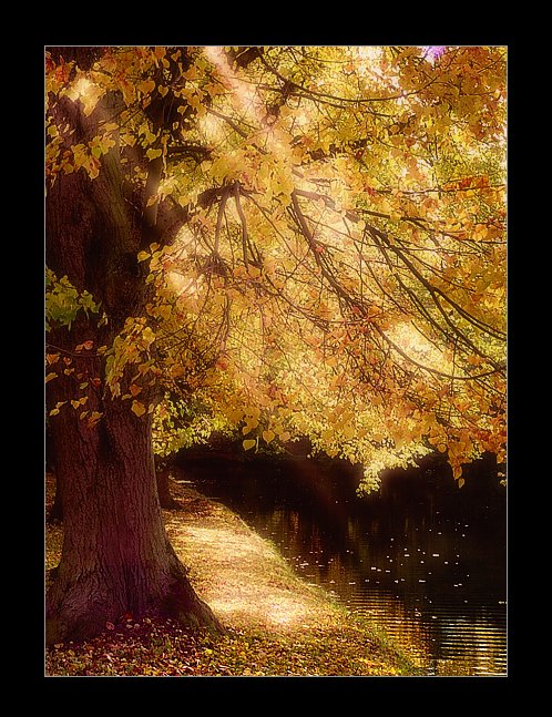 photo "polish gold autumn" tags: nature, landscape, 
