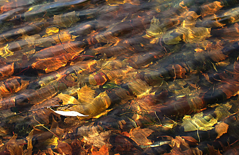 photo "Autumn river" tags: abstract, landscape, water
