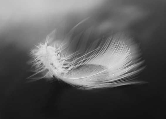 photo "Free Falling" tags: black&white, 