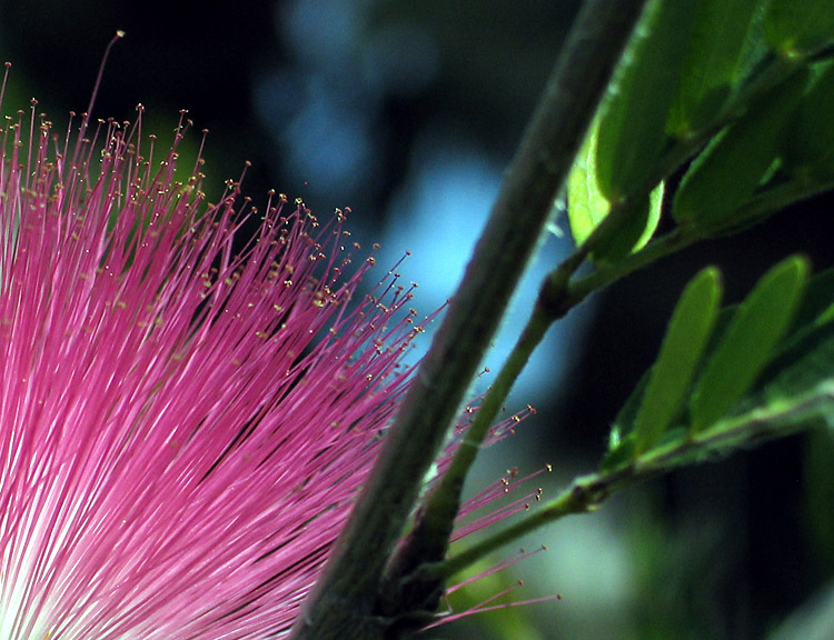 photo "Acacia" tags: nature, flowers