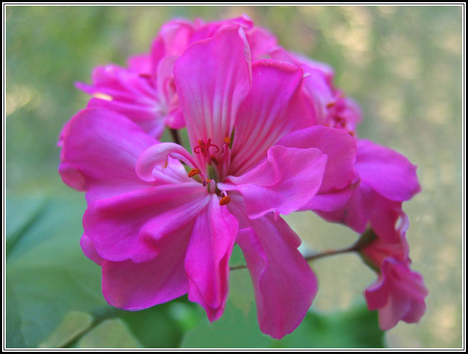 photo "No title" tags: nature, macro and close-up, flowers
