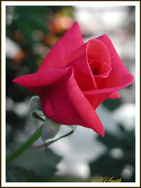 photo "A Red Rose" tags: nature, flowers