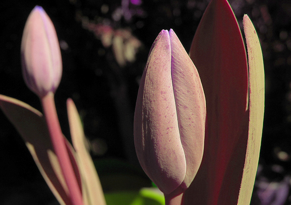 photo "Tulpen" tags: nature, flowers
