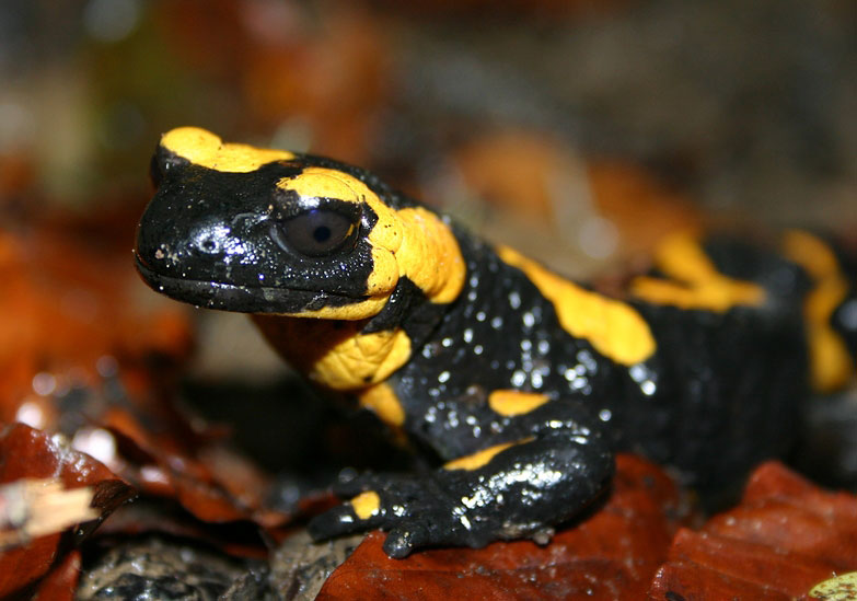 фото "Feuersalamander" метки: разное, 