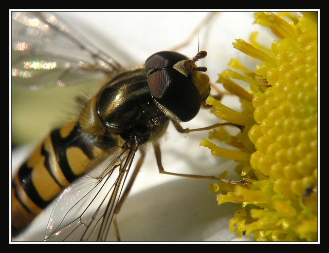 фото "fly" метки: природа, насекомое