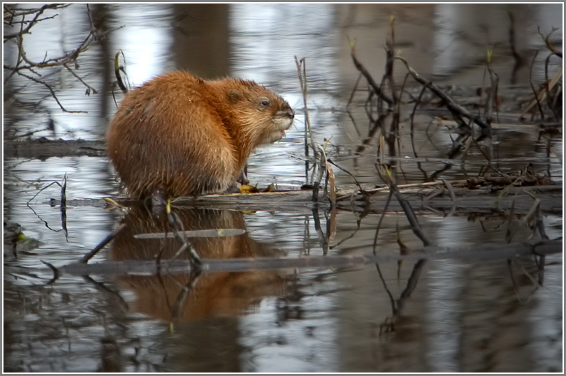 photo "Ondatra zibethicus" tags: nature, wild animals