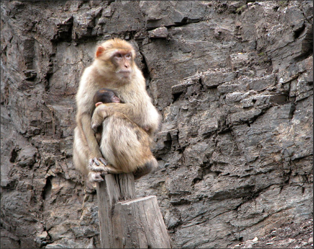 photo "Mother and Baby!!" tags: nature, misc., wild animals