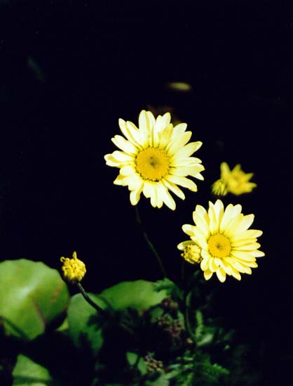 photo "Dyers Camomile" tags: misc., 