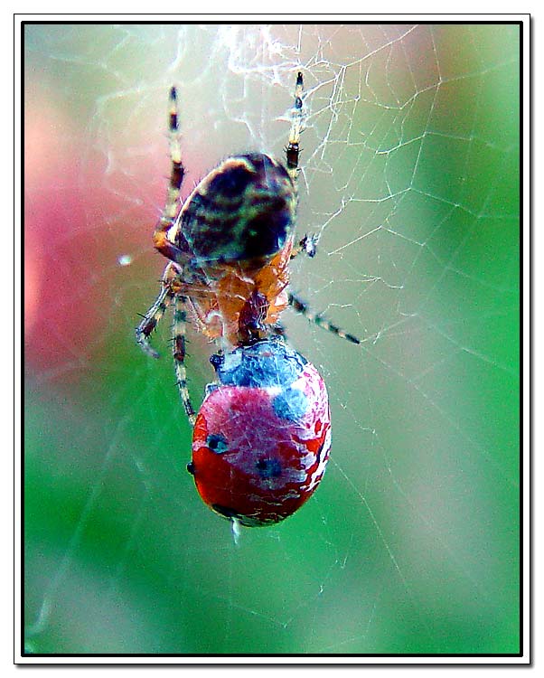 photo "Dinner" tags: macro and close-up, nature, insect