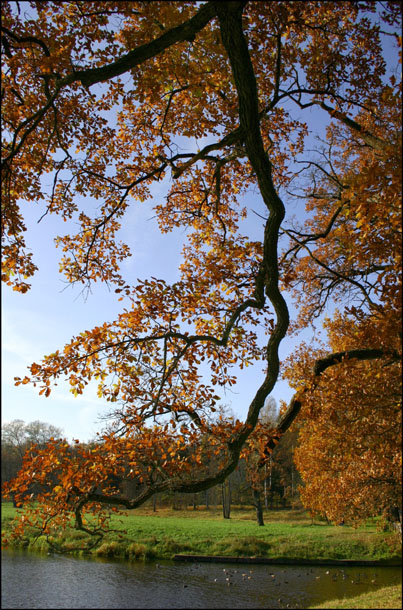 photo "Curves of October :)" tags: landscape, nature, autumn, flowers