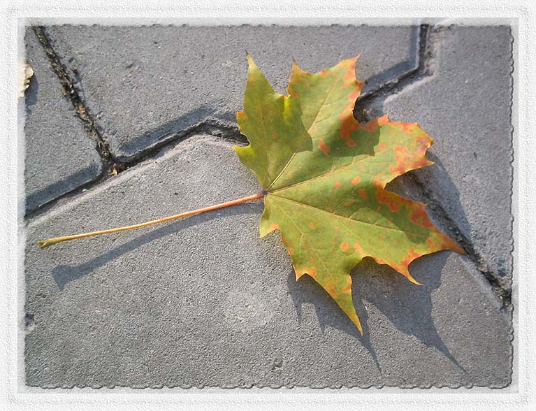 фото "Клен зеленый, лист резной..." метки: природа, пейзаж, осень, цветы