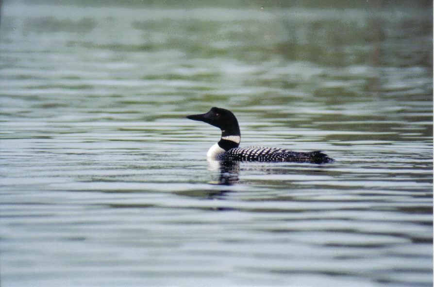 фото "common loon" метки: природа, дикие животные