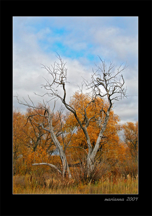 photo "jelled autumn" tags: misc., landscape, autumn