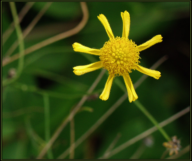 photo "A Sun in October Evening" tags: nature, macro and close-up, flowers