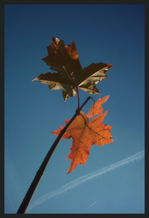 photo "No Past" tags: landscape, autumn