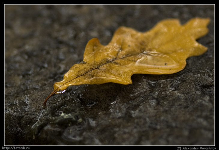 photo "Autumn present" tags: still life, misc., 