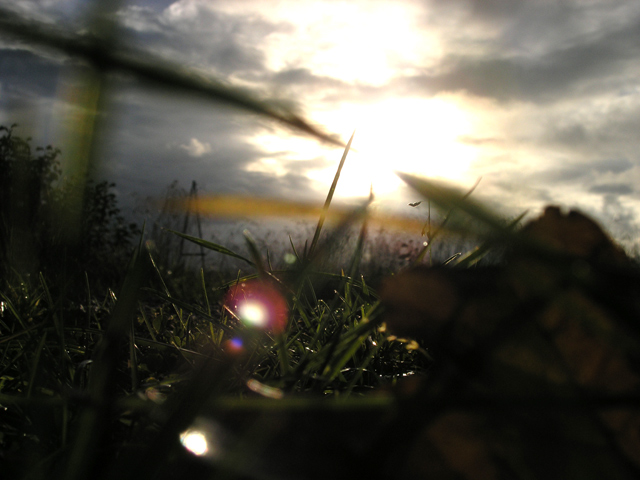 photo "On the ground" tags: landscape, nature, autumn, flowers