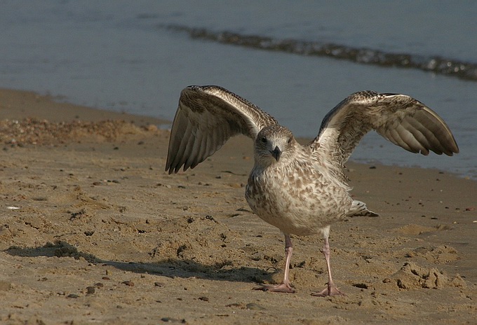 photo "My wings" tags: nature, wild animals